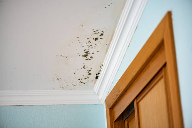 Best Office Mold Removal Services  in Brookshire, TX