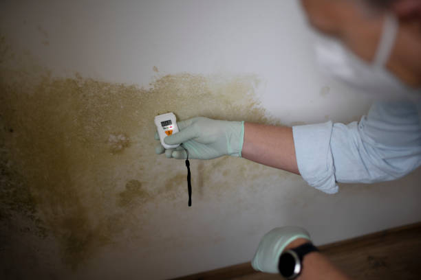 Best Emergency Mold Removal  in Brookshire, TX