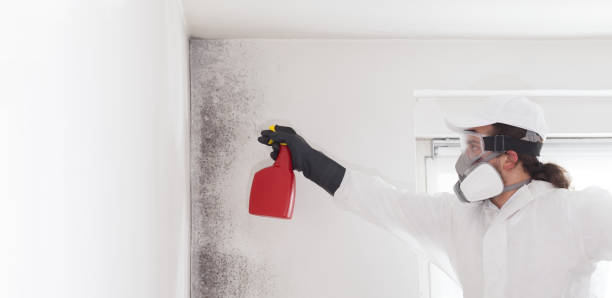 Office Mold Removal Services in Brookshire, TX