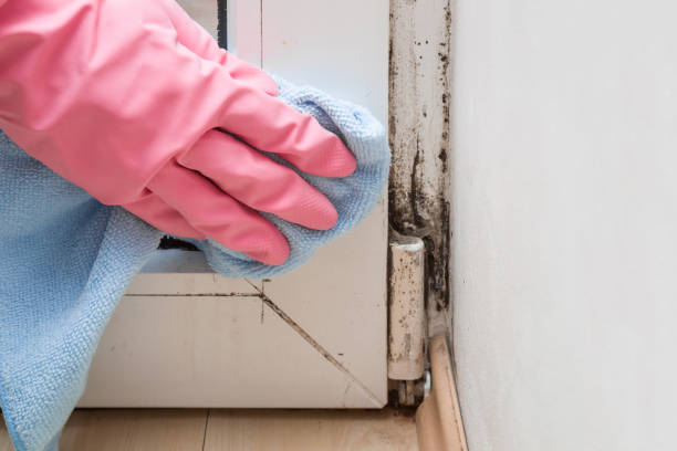 Best Black Mold Removal  in Brookshire, TX